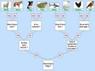 Animal branching database