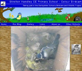 Stretton Handley Colour Birdcam