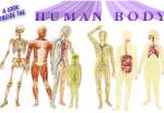 inside the human body