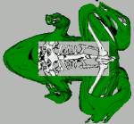 Virtual frog dissection
