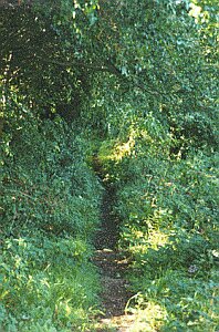 Well Lane - Woolley Moor
