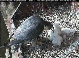 Derby Cathedral Peregrines