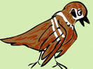 sparrow