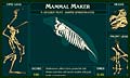 BBC Mammal Maker