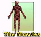 How the Body Works