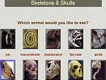 Skeletons and Skulls