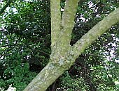 elder bark