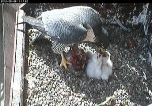 Derby Cathedral Peregrines