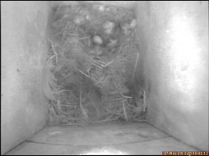 At least one egg in the B&W birdcam box