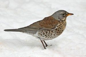 Fieldfare